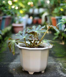 Begonia Star for Mother's Day (potted and fertilized; actual photo)