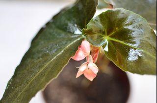 Begonia Torch for Mother's Day (potted and fertilized; actual photo)