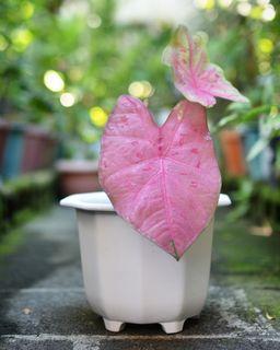 Caladium Sexy Pink for Mother's Day (potted and fertilized; actual photo)