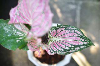 Caladium Thai Beauty for Mother's Day (potted and fertilized; actual photo)