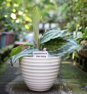 Kaempferia Pulchra for Mother's Day (potted and fertilized; actual photo)