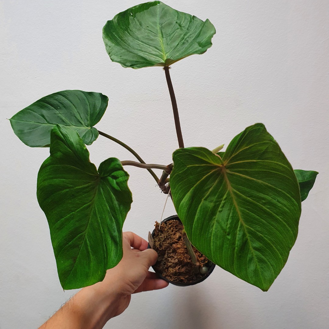Philodendron Fibrosum Type Furniture Home Living Gardening Plants Seeds On Carousell