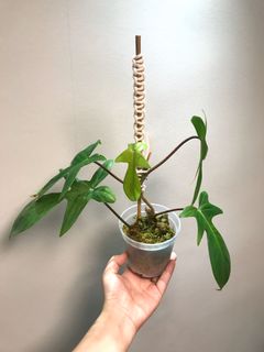 （分類：）位於 。 由 woocat 提交（商品編號 1085428131，圖片 1）。簡介： 。