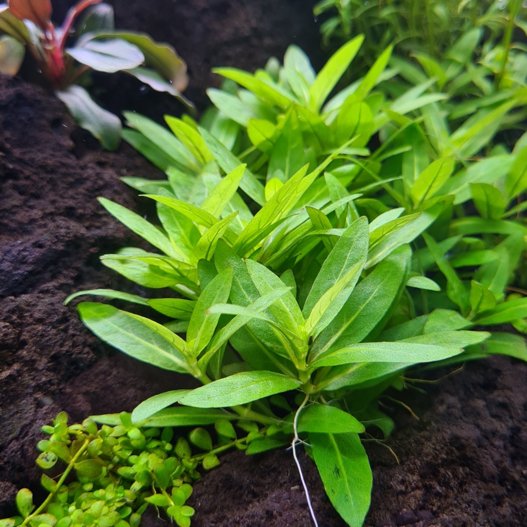 Staurogyne Repens, Furniture & Home Living, Gardening, Plants & Seeds ...