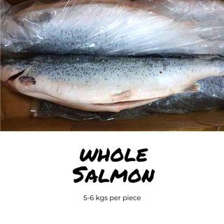 Whole Salmon