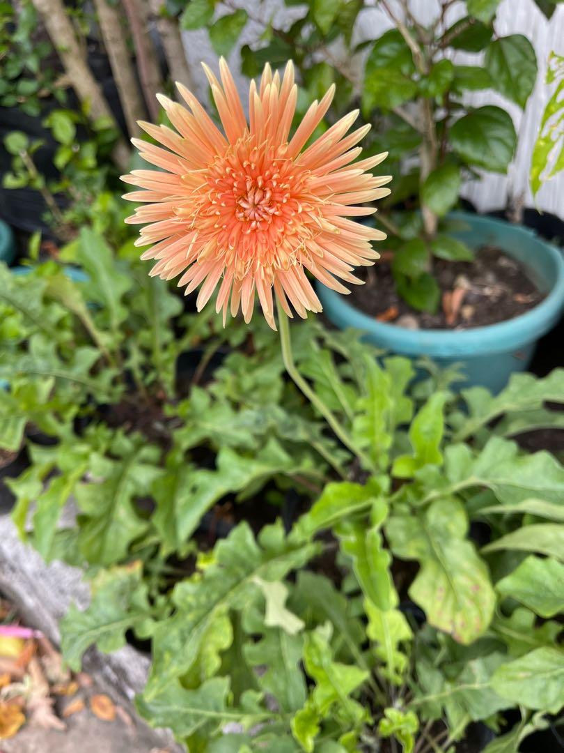 African Daisy (Category: Plants & Seeds) located in Paranaque City. Submitted by anacoritasgarden (Listing ID 1091096101, Image 1). Description: Mode of payment: GCash, Paymaya or BDO Shipping fee will be shouldered by the buyer. Location:Parañaque City .