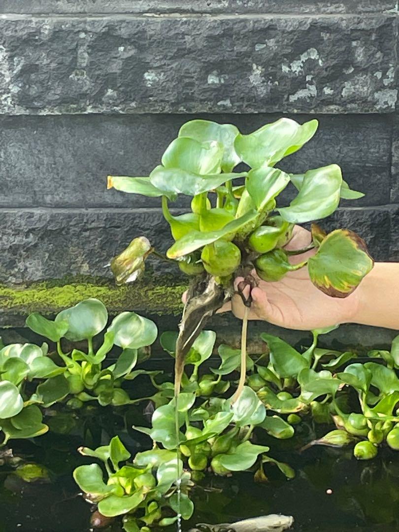 water hyacinth aquatic plants for sale (still available!), Furniture