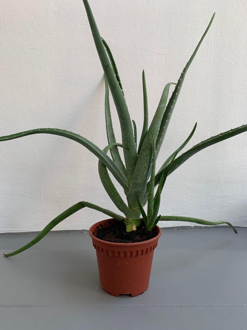 Edible Aloe Vera C Furniture And Home Living Gardening Plants And Seeds On Carousell 8005