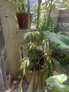 (Category: ) located in . Submitted by shajitha (Listing ID 1090899776, Image 1). Description: .