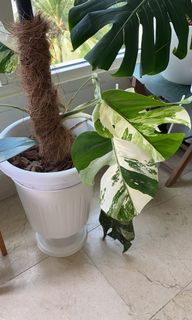 (Category: ) located in . Submitted by plantcollection (Listing ID 1090947793, Image 1). Description: .