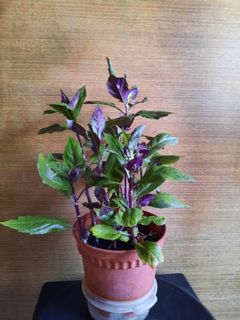 (Category: ) located in . Submitted by ladygreenfingers (Listing ID 1090890662, Image 1). Description: .