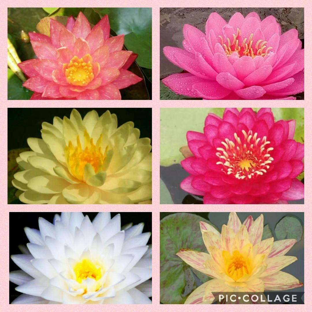 Nymphaea Water Lily Tuber, Furniture & Home Living, Gardening, Plants ...