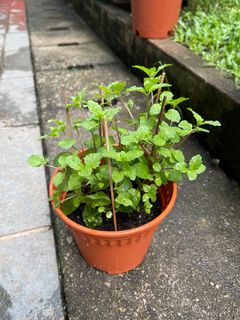 (Category: ) located in . Submitted by gardenertang (Listing ID 1091144469, Image 1). Description: .