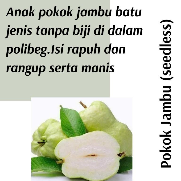 Real Plant) Anak Pokok Jambu (Seedless) tanpa biji cepat berbuah 