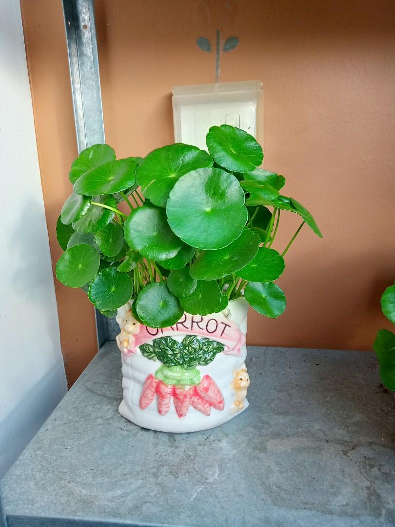 Lush Copper Coin Plant Pennywort 铜钱草 Fengshui Plant Furniture Home Living Gardening Plants Seeds On Carousell
