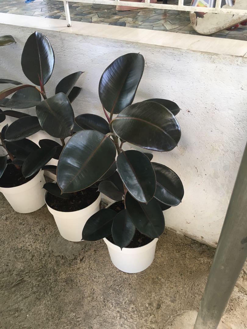 rubber tree for sale, Furniture & Home Living, Gardening, Plants