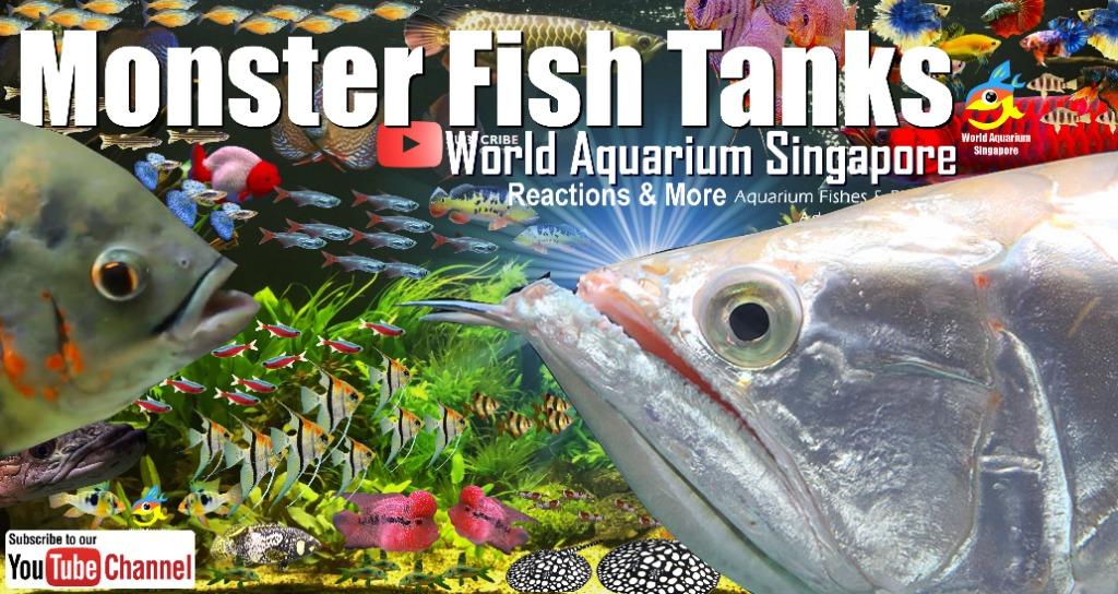 Monster shop aquarium sale