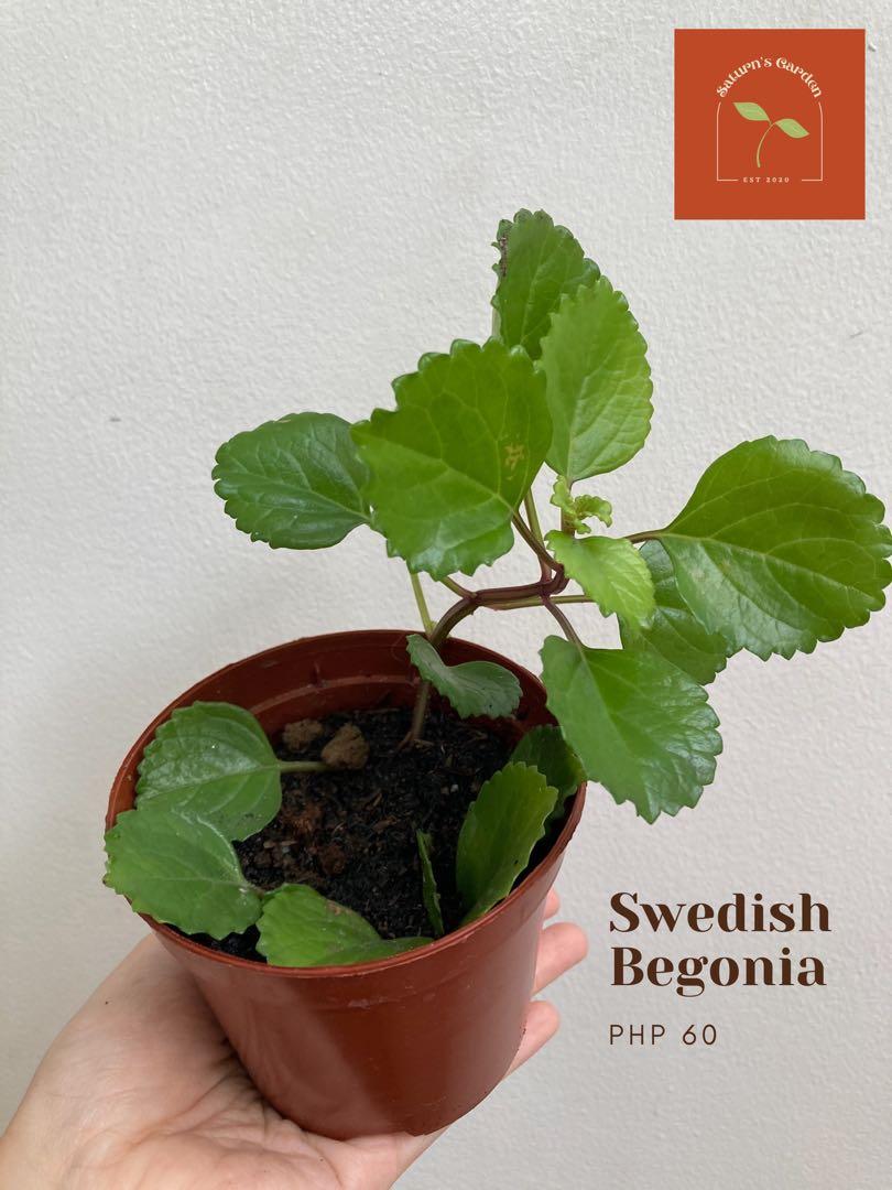 Swedish Begonia, Furniture & Home Living, Gardening, Plants & Seeds on  Carousell