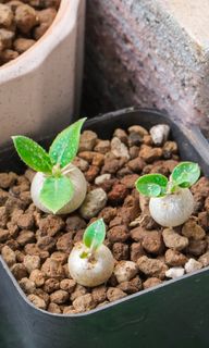 （分類：）位於 。 由 green_plant 提交（商品編號 1085779842，圖片 1）。簡介： 。