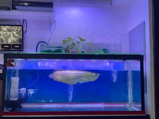 (Category: ) located in . Submitted by iza03 (Listing ID 1085836431, Image 1). Description: .