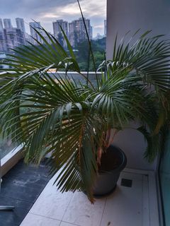 (Category: ) located in . Submitted by dashasilk (Listing ID 1085790089, Image 1). Description: .