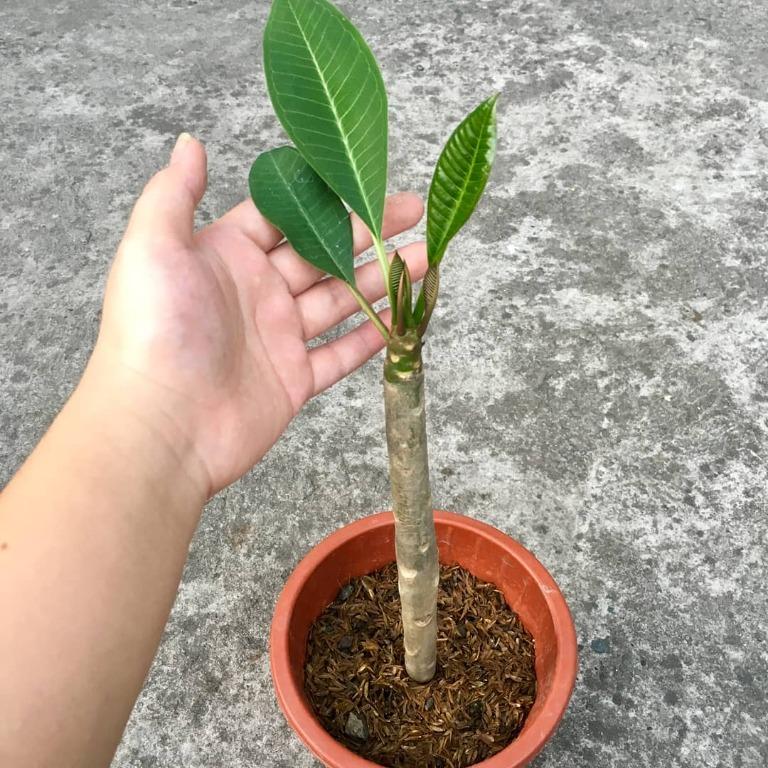 Kalachuchi Tree (Plumeria), Furniture & Home Living, Gardening, Plants ...
