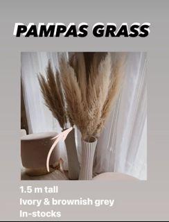 Pampas grass - instocks