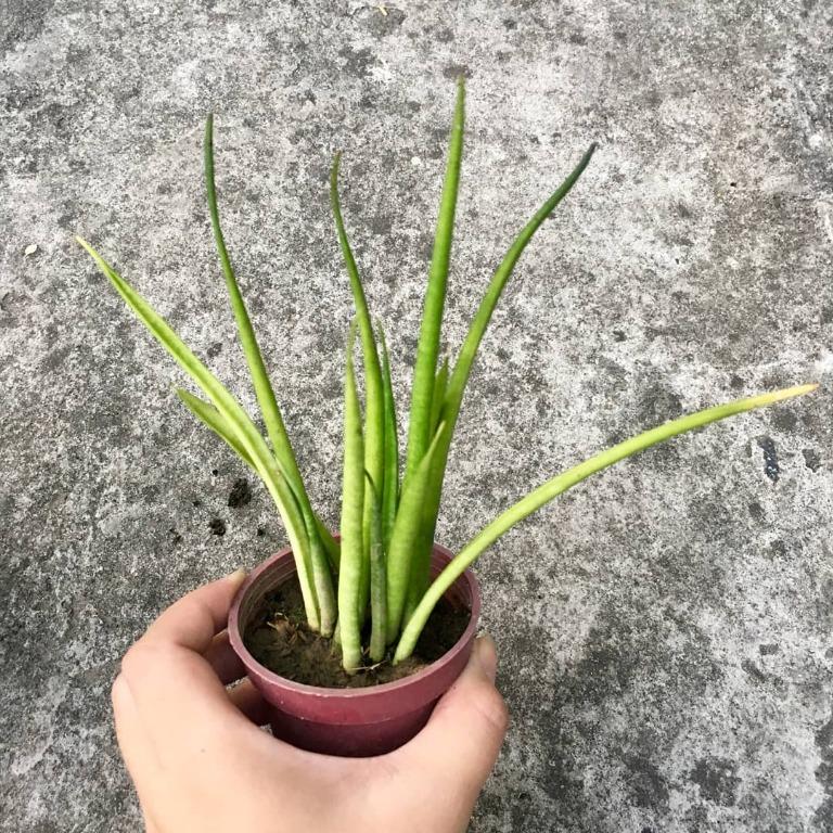 Sansevieria bacularis (small) (Category: Plants & Seeds) located in Valenzuela. Submitted by lovedbyiyaa (Listing ID 1085894197, Image 3). Description: .