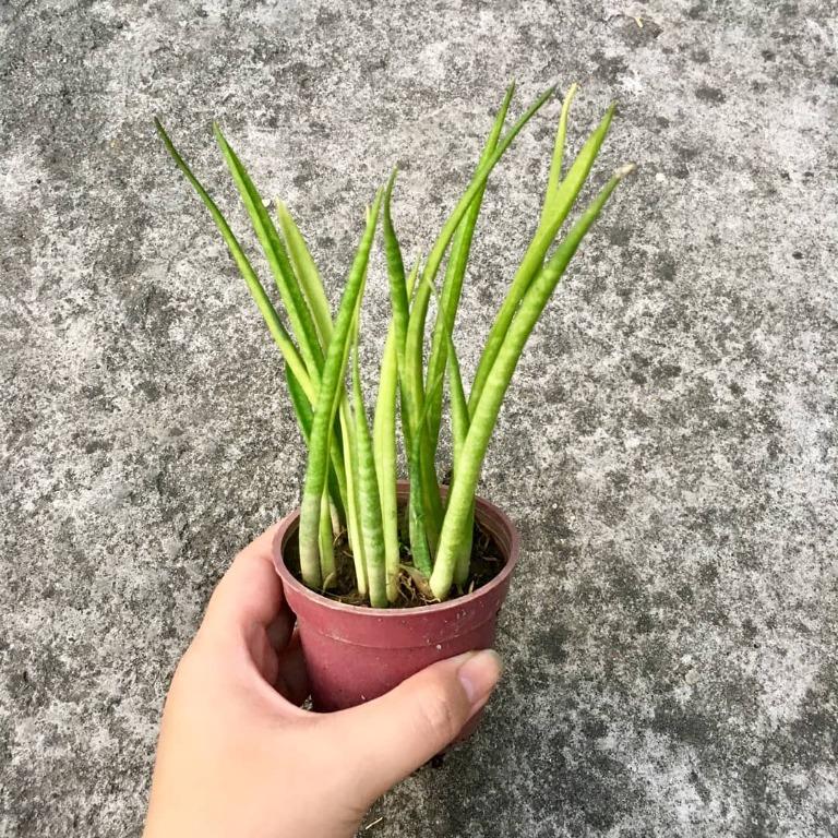 Sansevieria bacularis (small) (Category: Plants & Seeds) located in Valenzuela. Submitted by lovedbyiyaa (Listing ID 1085894197, Image 1). Description: .