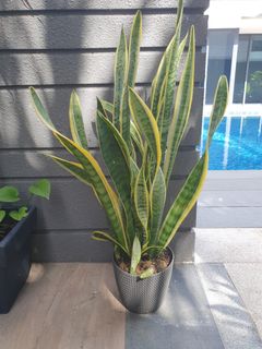 (Category: ) located in . Submitted by goodstuff.s (Listing ID 1085741039, Image 1). Description: .