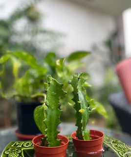 (Category: ) located in . Submitted by botanakha (Listing ID 1085973680, Image 1). Description: .