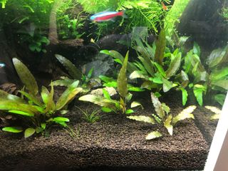(Category: ) located in . Submitted by bongchini (Listing ID 1085942630, Image 1). Description: .