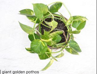 Giant Golden Pothos for Mother's Day (potted and fertilized; actual photo)