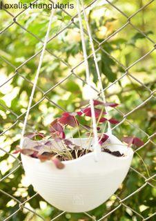 Oxalis Triangularis for Mother's Day (potted and fertilized; actual photo)