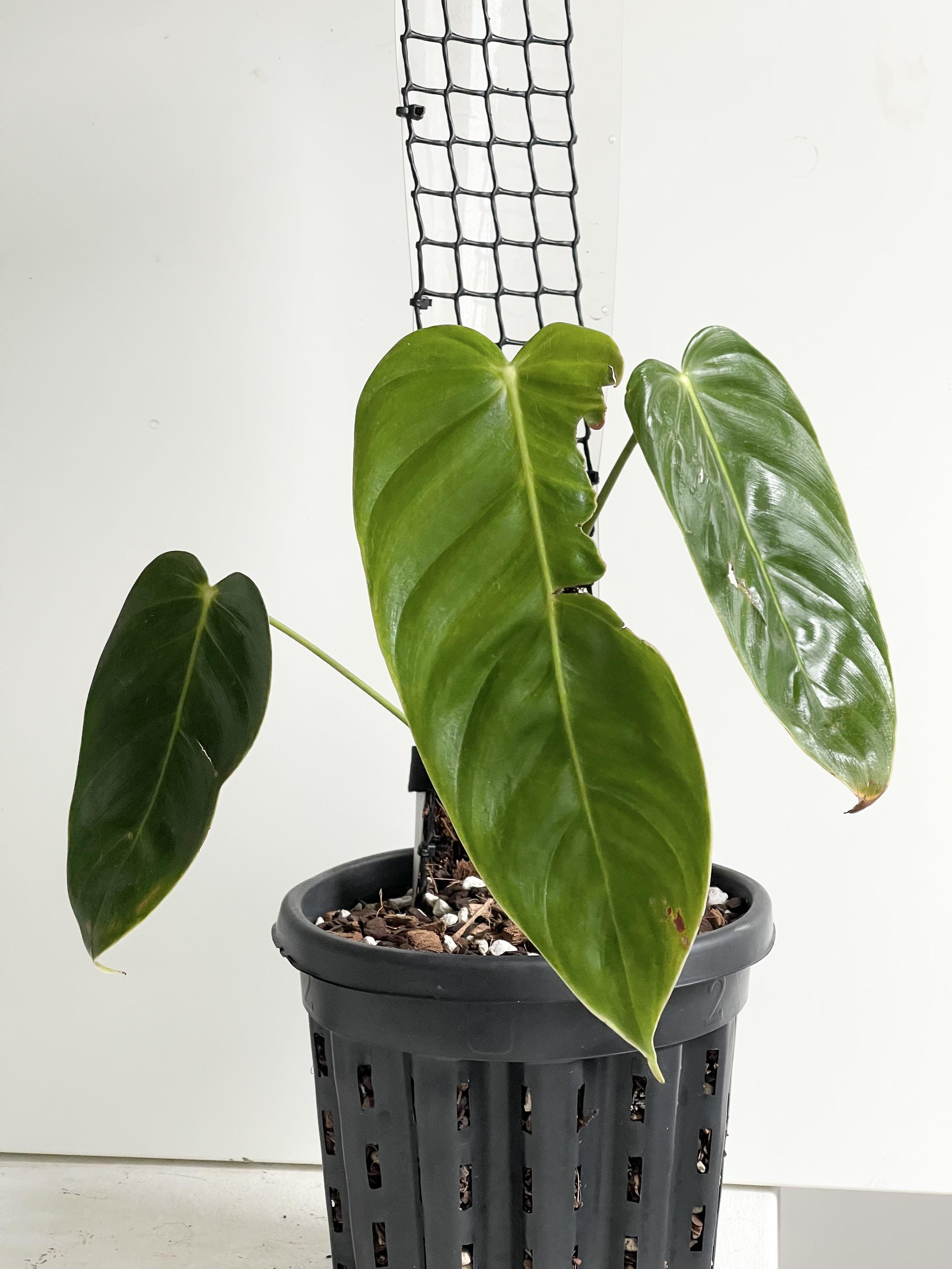 Philodendron Esmeraldense (Narrow), Furniture & Home Living, Gardening