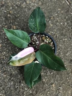 (Category: ) located in . Submitted by cage.plants.studio (Listing ID 1085128600, Image 1). Description: .