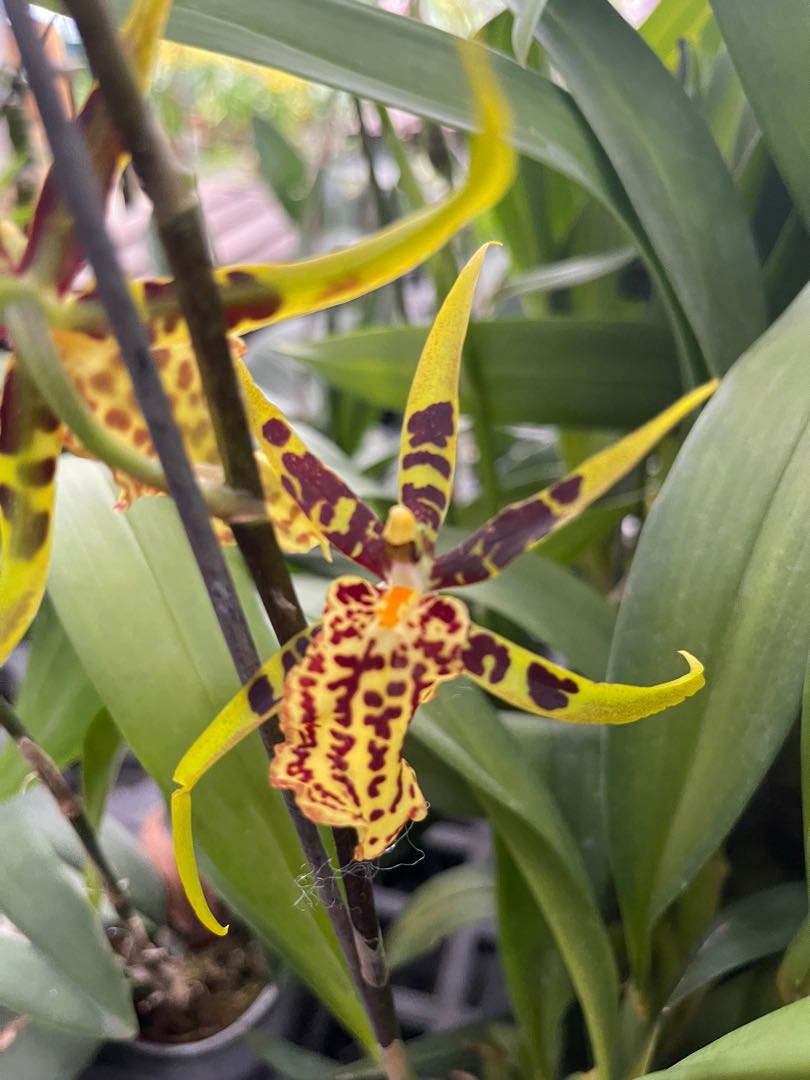 Last Pot!! Rare Orchid!! Banfieldara Gilded Tower ‘Mystic Maze’ For