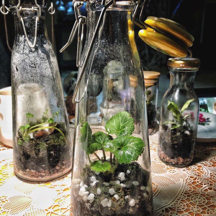 Saxifraga Stolonifera Strawberry Begonia Josh S Frogs