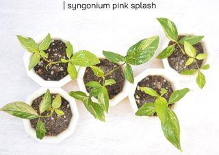 Syngonium Pink Splash for Mother's Day (potted and fertilized; actual photo)