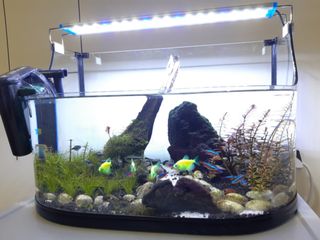 (Category: ) located in . Submitted by siljackwong (Listing ID 1086266083, Image 1). Description: .