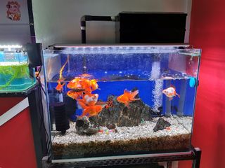(Category: ) located in . Submitted by draken1978 (Listing ID 1086132474, Image 1). Description: .