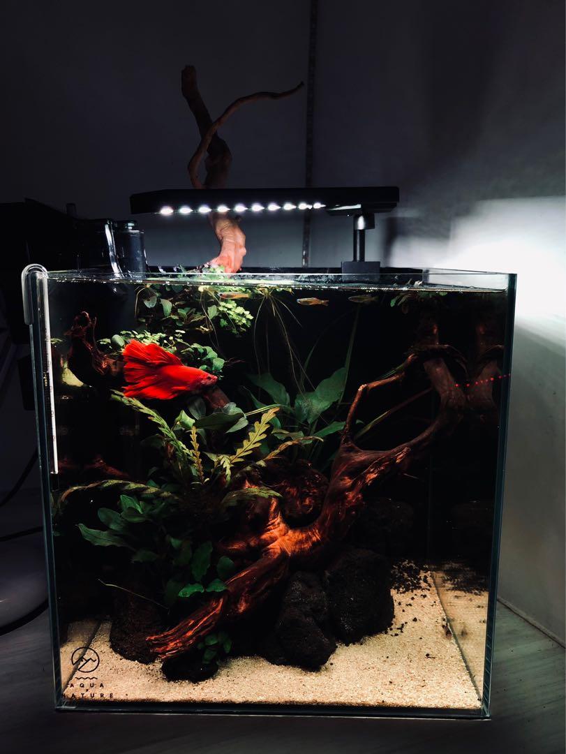 30cm Cube Nano Aquascape Betta Tank, Pet Supplies, Homes & Other
