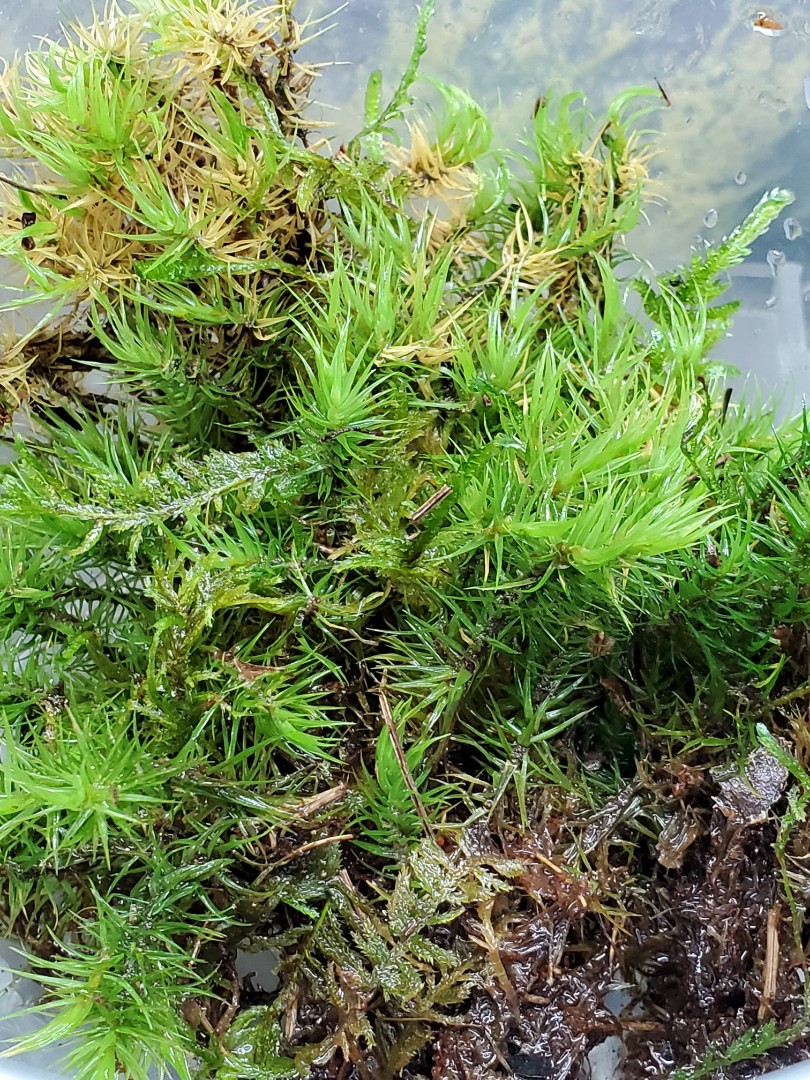 自家生態缸水草植物活水苔綠色活苔蘚moss 鳳尾莫絲plants Vivavium 傢俬 家居 Gardening Plants Carousell