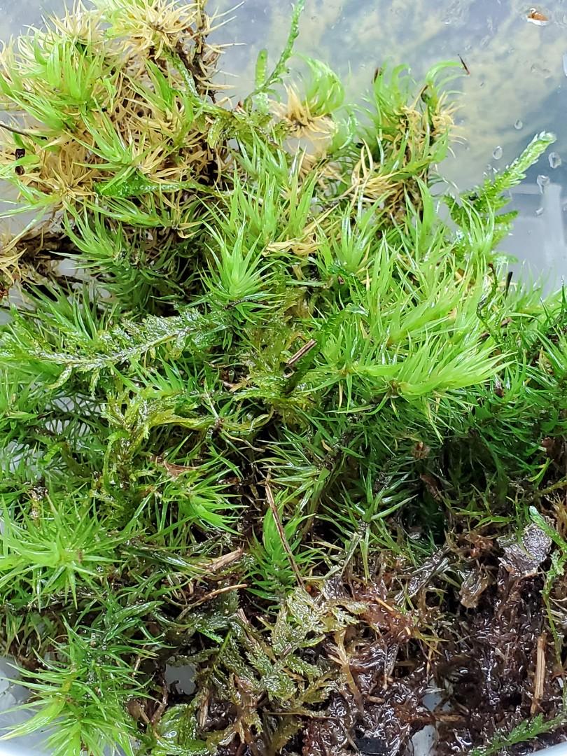 自家生態缸水草植物活水苔綠色活苔蘚moss 鳳尾莫絲plants Vivavium 傢俬 家居 Gardening Plants Carousell 自家生態缸水草植物活水苔綠色活苔蘚moss 鳳尾莫絲plants Vivavium 傢俬 家居 Gardening Plants Carousell