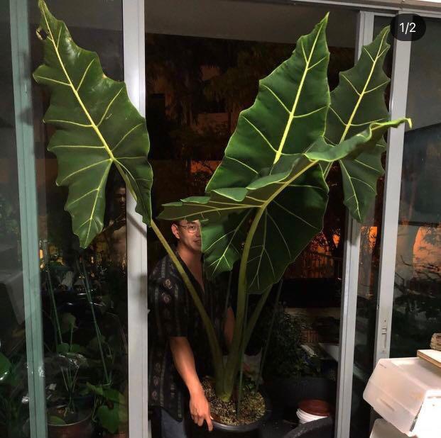 Alocasia Sarian Xxl Furniture Home Living Gardening Plants Seeds On Carousell