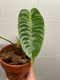 （分類：）位於 。 由 ronboss120 提交（商品編號 1086420700，圖片 1）。簡介： 。