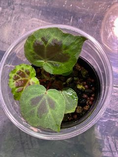 （分類：）位於 。 由 thelostforest 提交（商品編號 1085114152，圖片 1）。簡介： 。