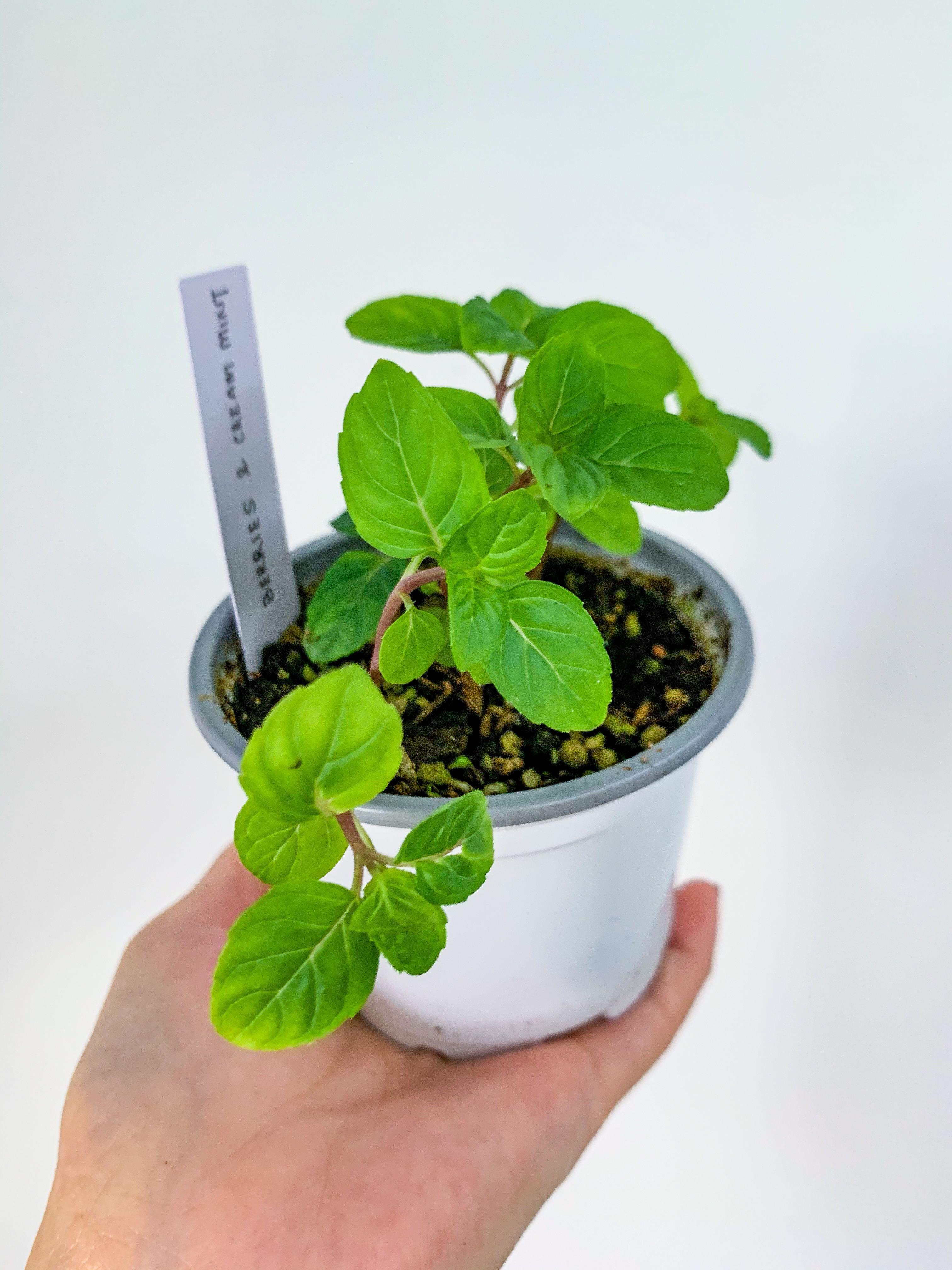 Berries And Cream Mint 1 Furniture Home Living Gardening Garden Soil Fertilisers On Carousell Berries And Cream Mint 1 Furniture Home Living Gardening Garden Soil Fertilisers On Carousell