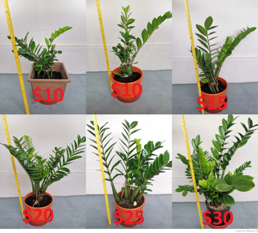 Feng Shui Plant, Furniture & Home Living, Home Decor, Artificial Plants