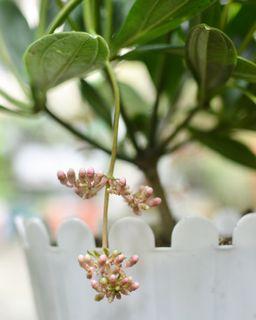 Medinilla Myriantha for Mother's Day (potted and fertilized; actual photo)